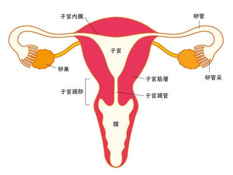 たらい回しの末やっと判明した病名の画像
