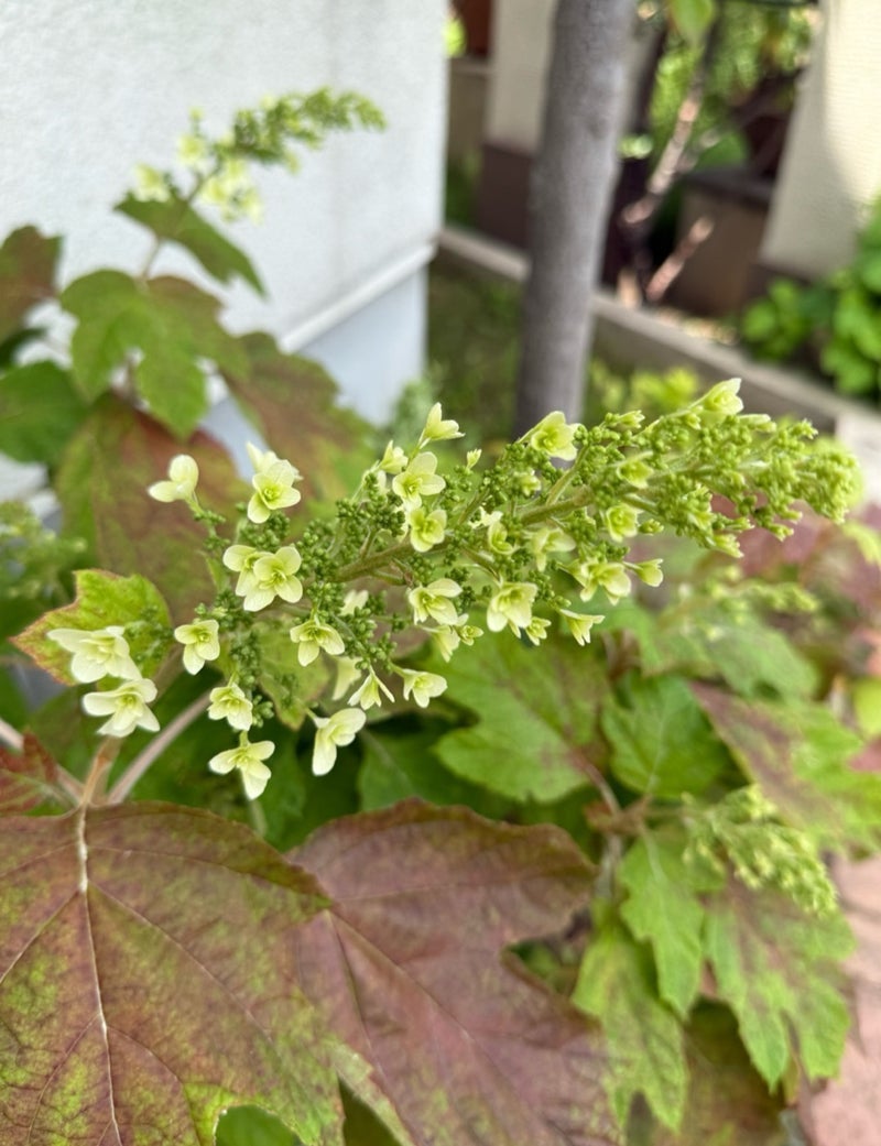 原田龍二の妻 我が家の紫陽花が開花の画像