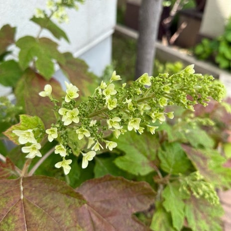 原田龍二の妻 我が家の紫陽花が開花の画像