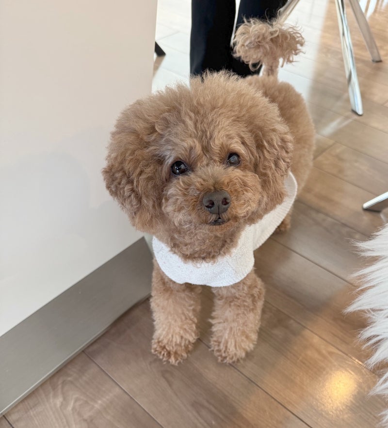 さつまいもを蒸すと離れない愛犬の画像