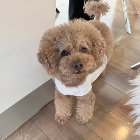 さつまいもを蒸すと離れない愛犬の画像