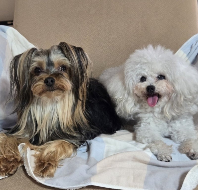 モト冬樹 満面の笑みの愛犬たちの画像