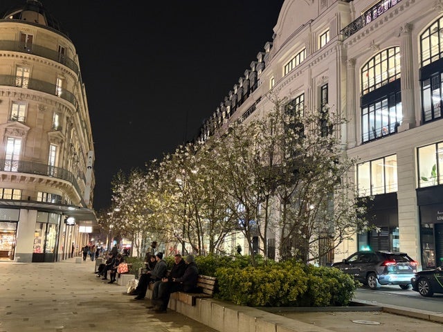 ほぼ満開で綺麗なマグノリアの花の画像