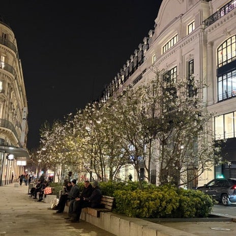 ほぼ満開で綺麗なマグノリアの花の画像
