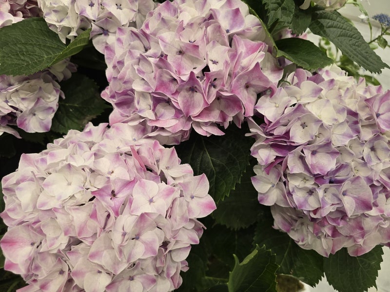 高橋英樹 カラフルで素敵な紫陽花の画像