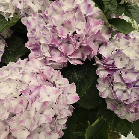 高橋英樹 カラフルで素敵な紫陽花の画像
