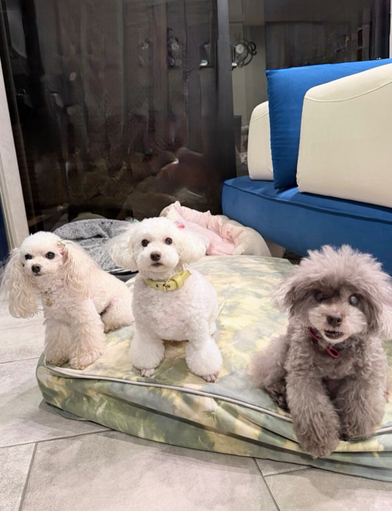 堀ちえみ 愛犬三姉妹の記念撮影の画像