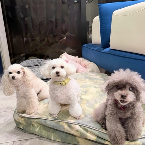 堀ちえみ 愛犬三姉妹の記念撮影の画像
