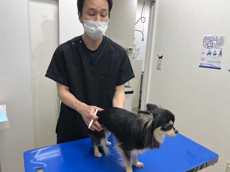高橋英樹 お腹を下し通院した愛犬の画像