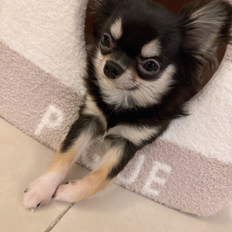 小柳ルミ子 お気に入りハウスの愛犬の画像