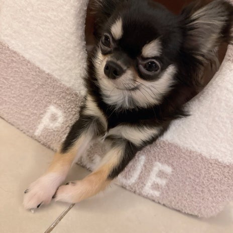 小柳ルミ子 お気に入りハウスの愛犬の画像