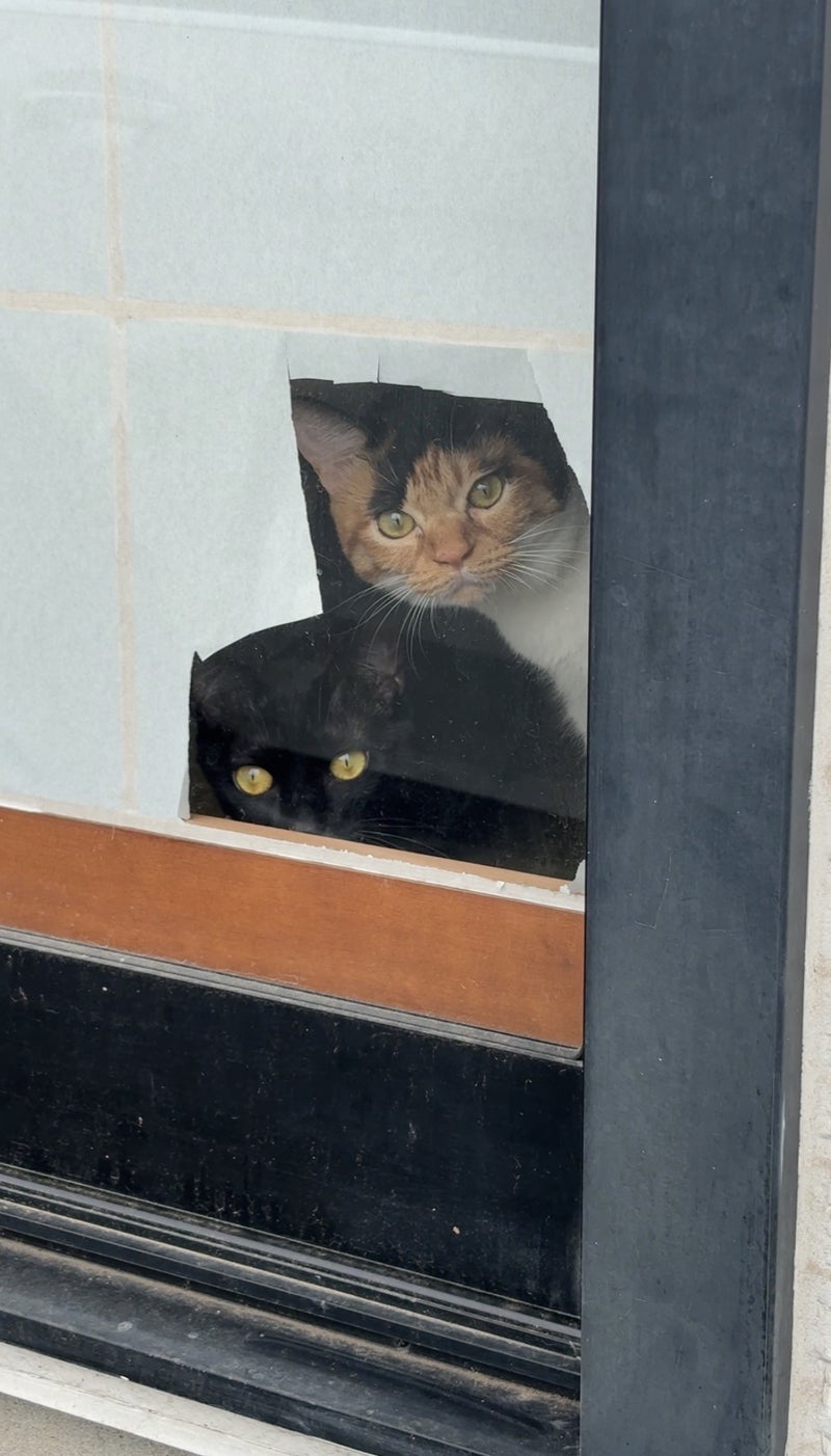 姪っ子次女宅の11匹の保護猫の画像