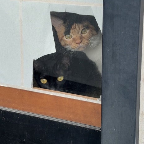 姪っ子次女宅の11匹の保護猫の画像
