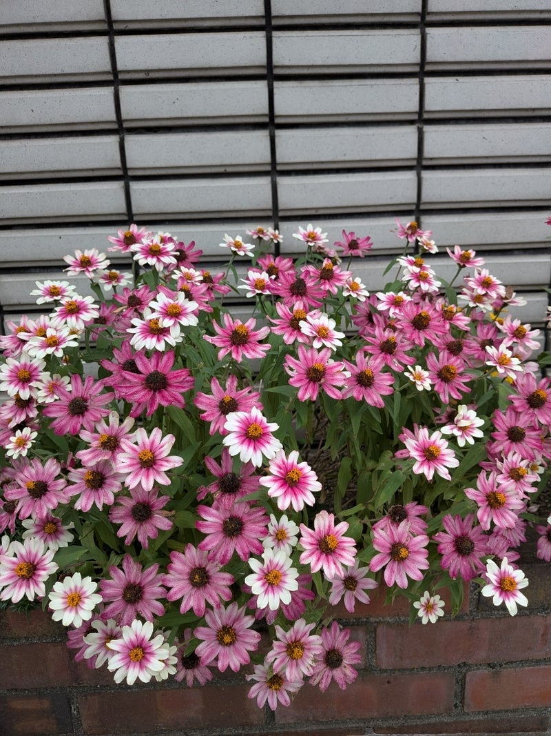処分しようかと思ってる優秀な花の画像