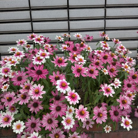 処分しようかと思ってる優秀な花の画像