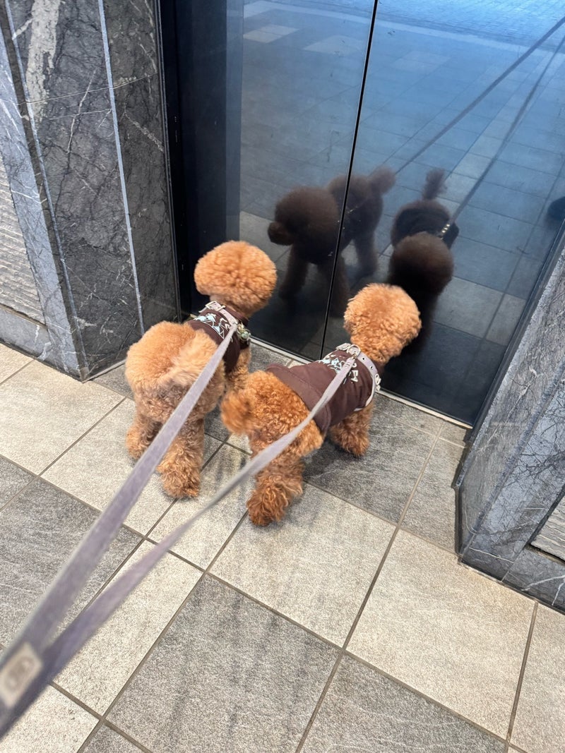 ホッとした愛犬の眼科の定期検査の画像