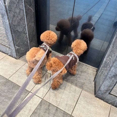 ホッとした愛犬の眼科の定期検査の画像