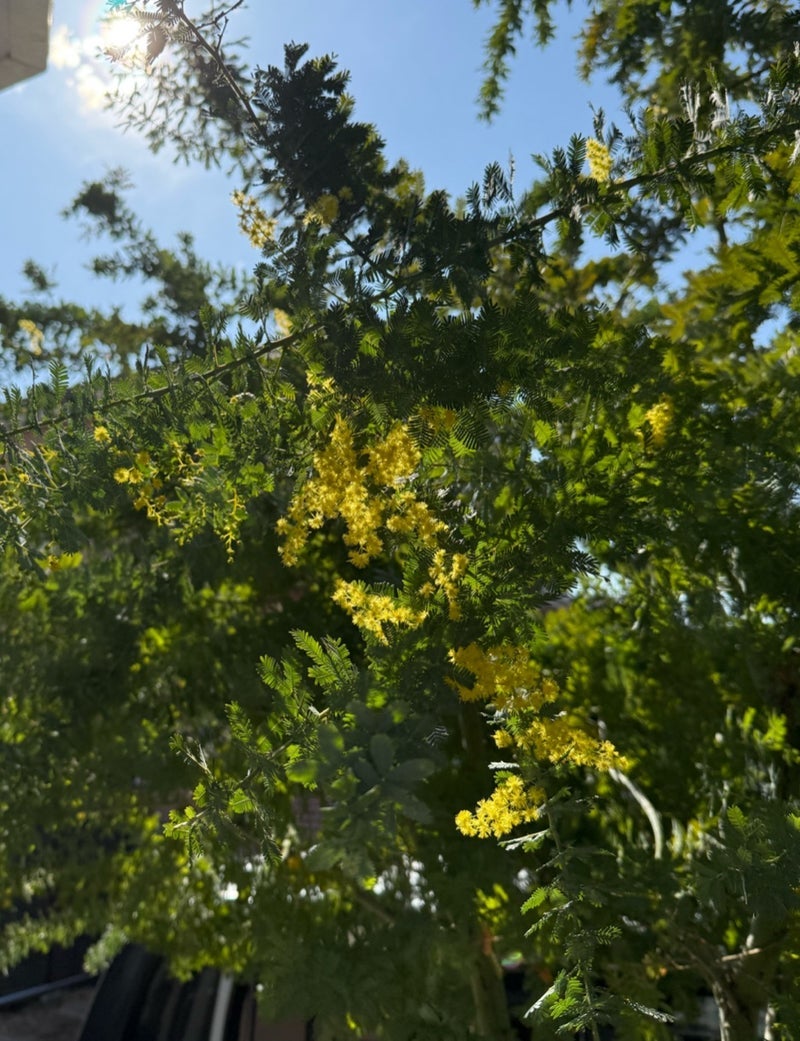 原田龍二の妻 新たなチャレンジ宣言の画像