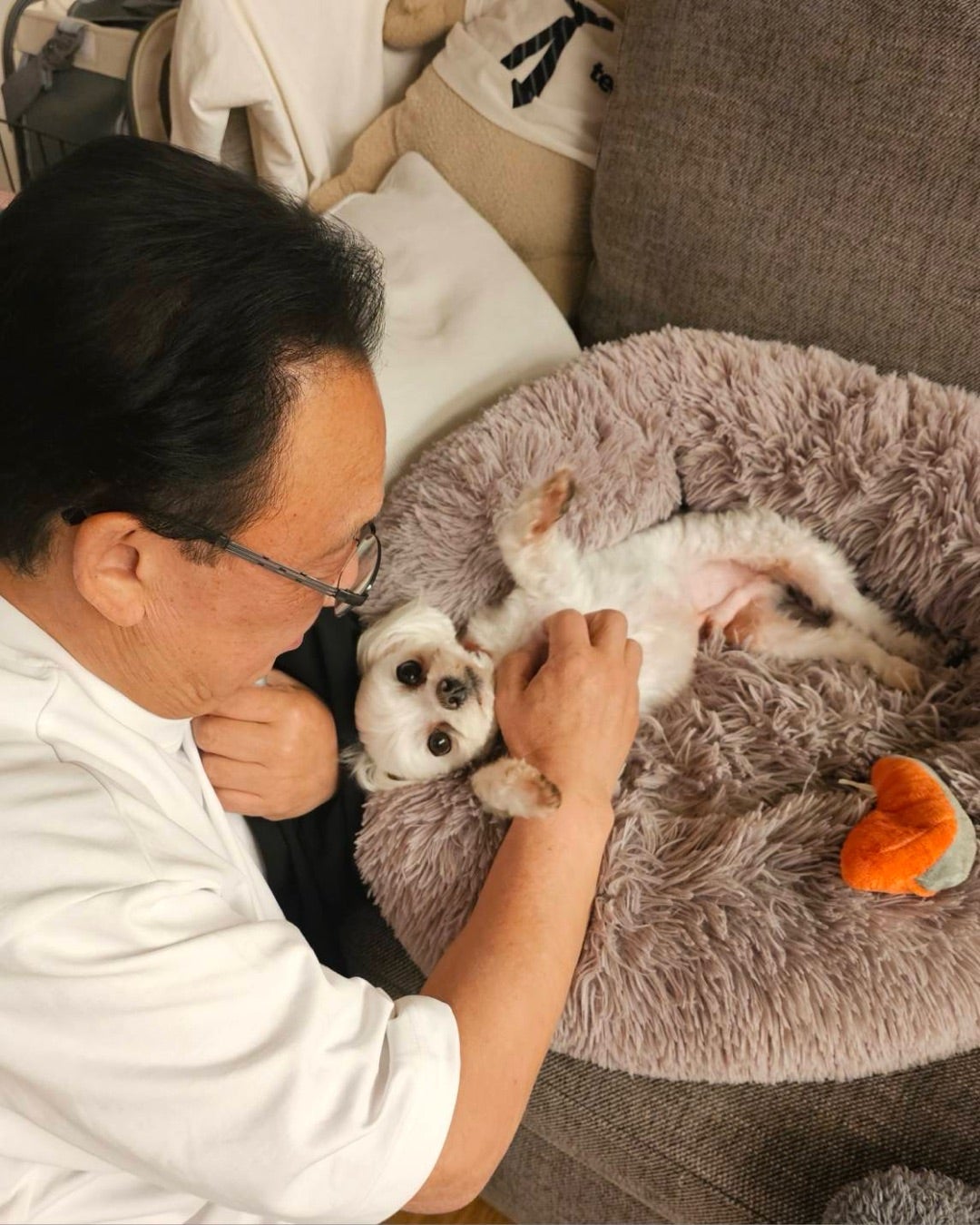 梅沢富美男しばらく預かる保護犬