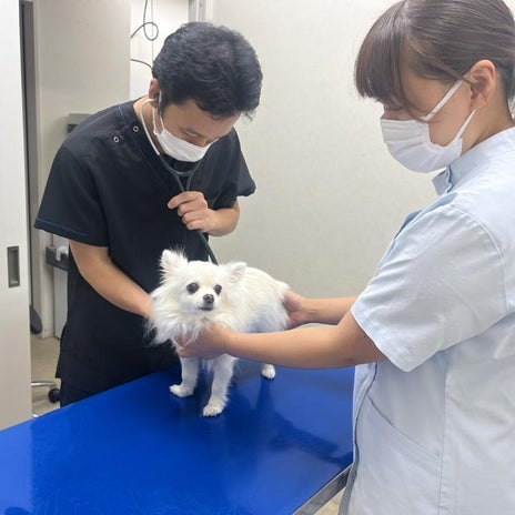 高橋英樹 動物病院での愛犬の姿の画像