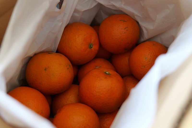 亡き妻が世界一うまいと言った果実の画像