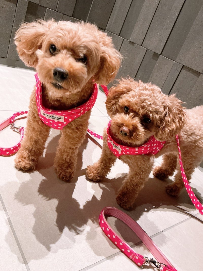 美奈代 寄り添う愛犬との夜散歩の画像