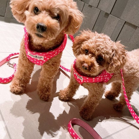 美奈代 寄り添う愛犬との夜散歩の画像