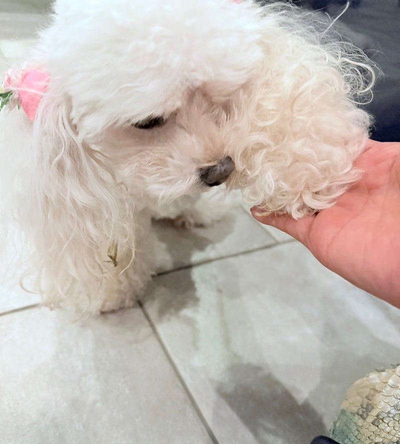 堀ちえみ 手に戯れ激しく遊ぶ愛犬の画像