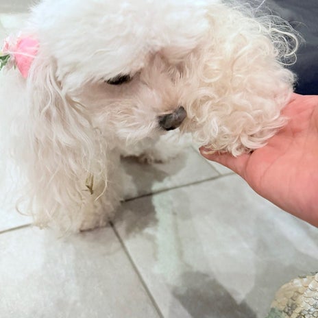 堀ちえみ 手に戯れ激しく遊ぶ愛犬の画像