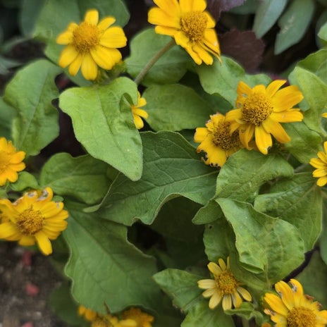 高橋英樹 花壇に咲いた鮮やかな花の画像