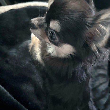 小柳ルミ子 里帰りした愛犬を心配の画像