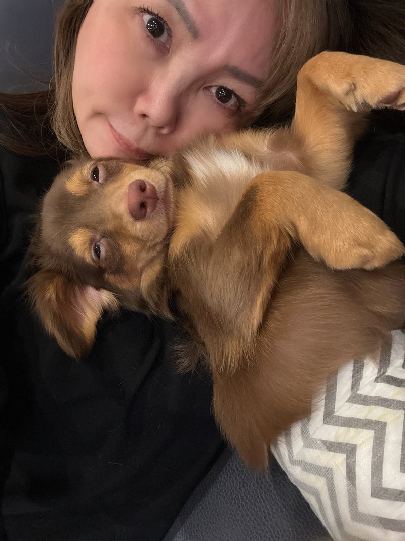 小川菜摘 8ヶ月の甘えん坊仔犬の画像