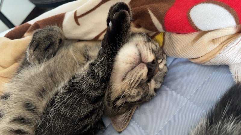 AIで調べたアイスとスイカの違いの画像