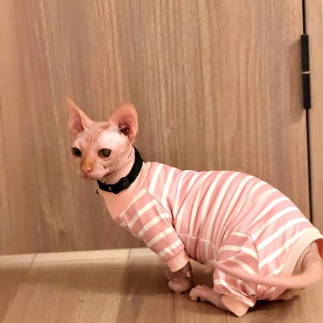 分かり合うのをやめた夫婦のルールの画像