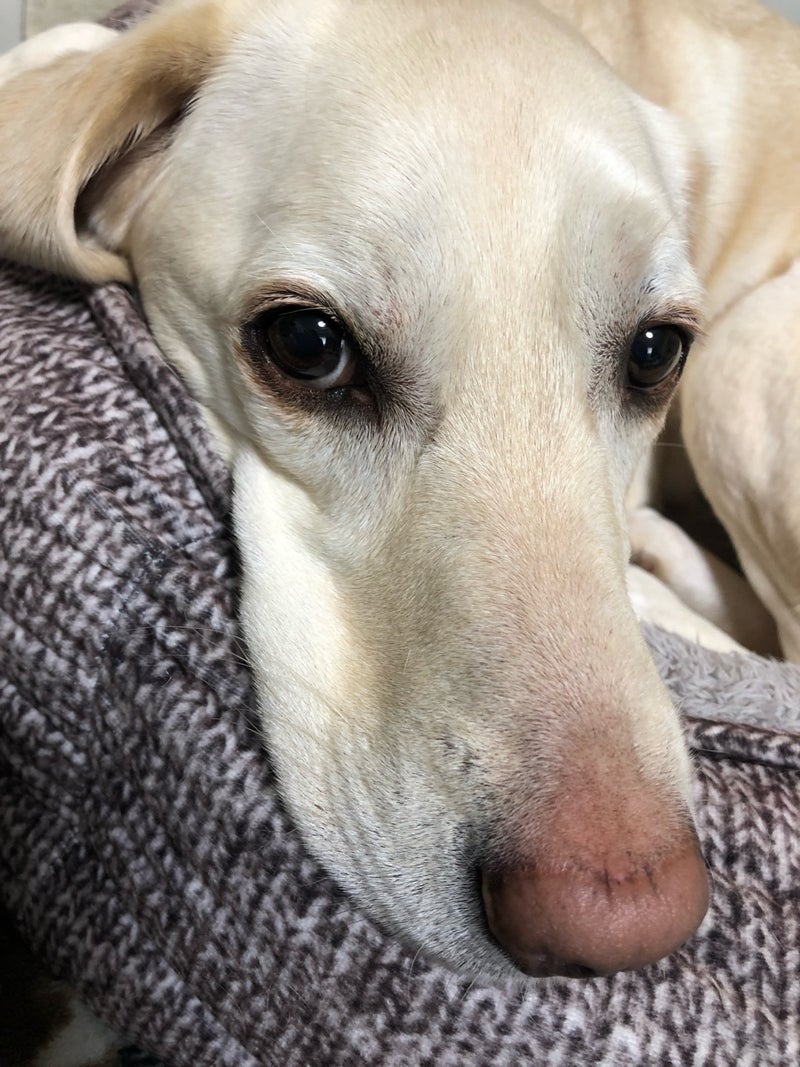 愛犬と過ごした本当に素晴らしい時間の画像