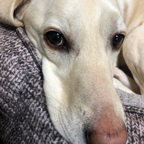 愛犬と過ごした本当に素晴らしい時間の画像