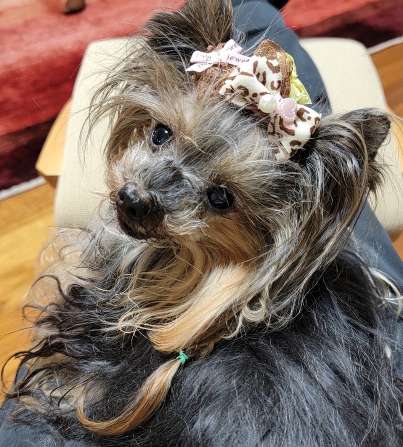 モト冬樹 妻がいないと毎日来る愛犬の画像