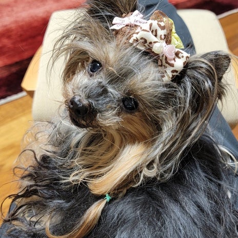 モト冬樹 妻がいないと毎日来る愛犬の画像