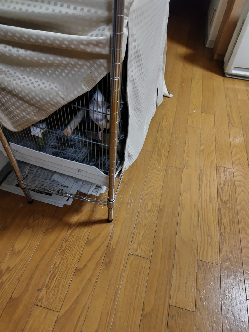 眠れぬほど苦痛だった子の運動会の画像