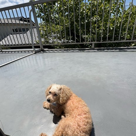 熱いベランダで寝る不思議な愛犬の画像