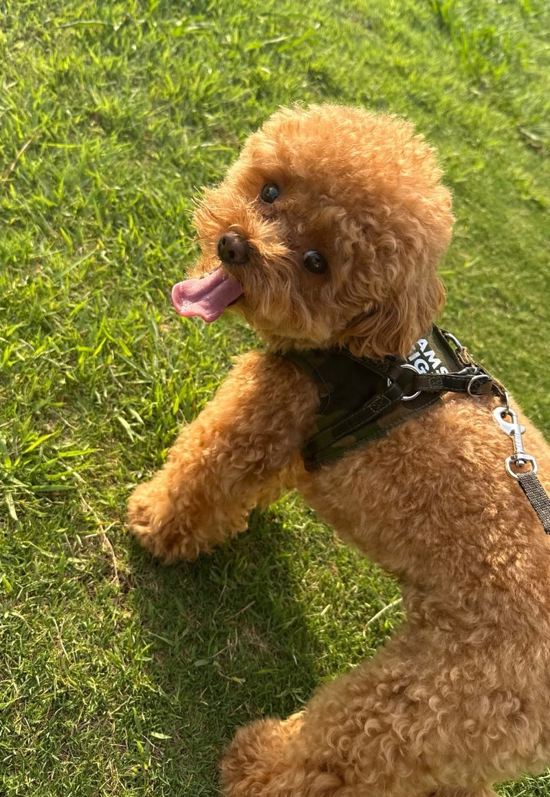 犬との毎日の運動が私の健康の源の画像