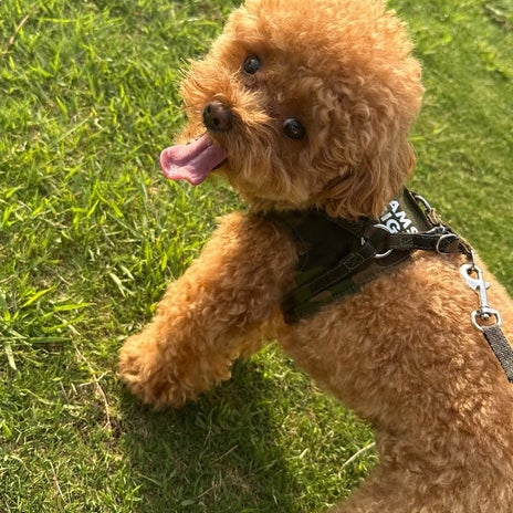 犬との毎日の運動が私の健康の源の画像