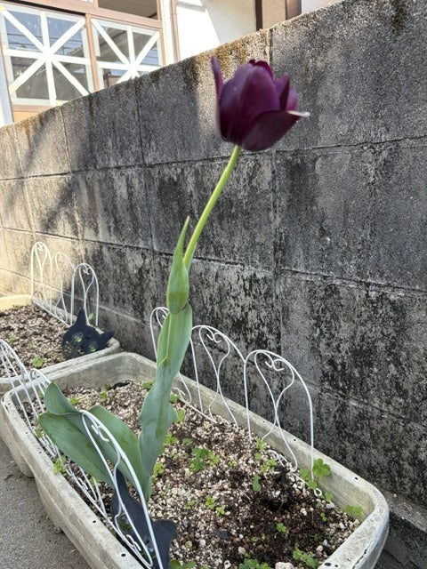 鬼の形相で追い出した母の半べその画像