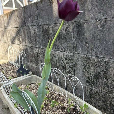 鬼の形相で追い出した母の半べその画像