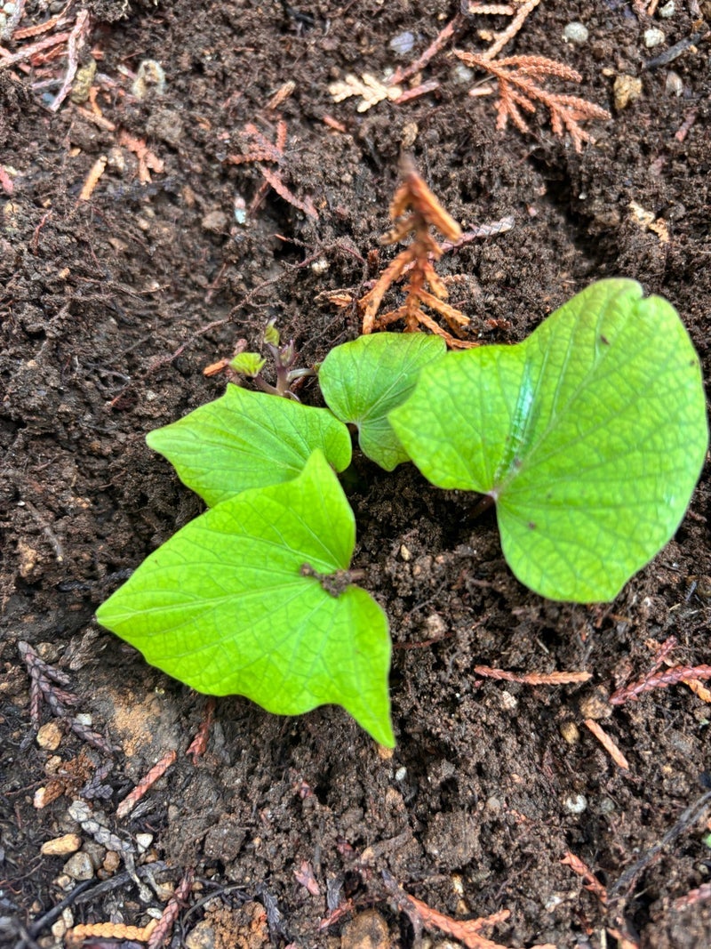 アグネス 育てた薩摩芋の植え付けの画像