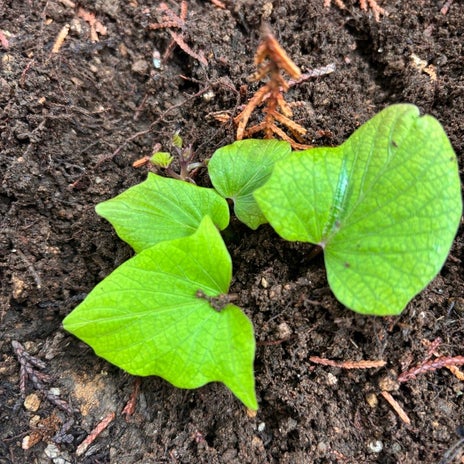 アグネス 育てた薩摩芋の植え付けの画像