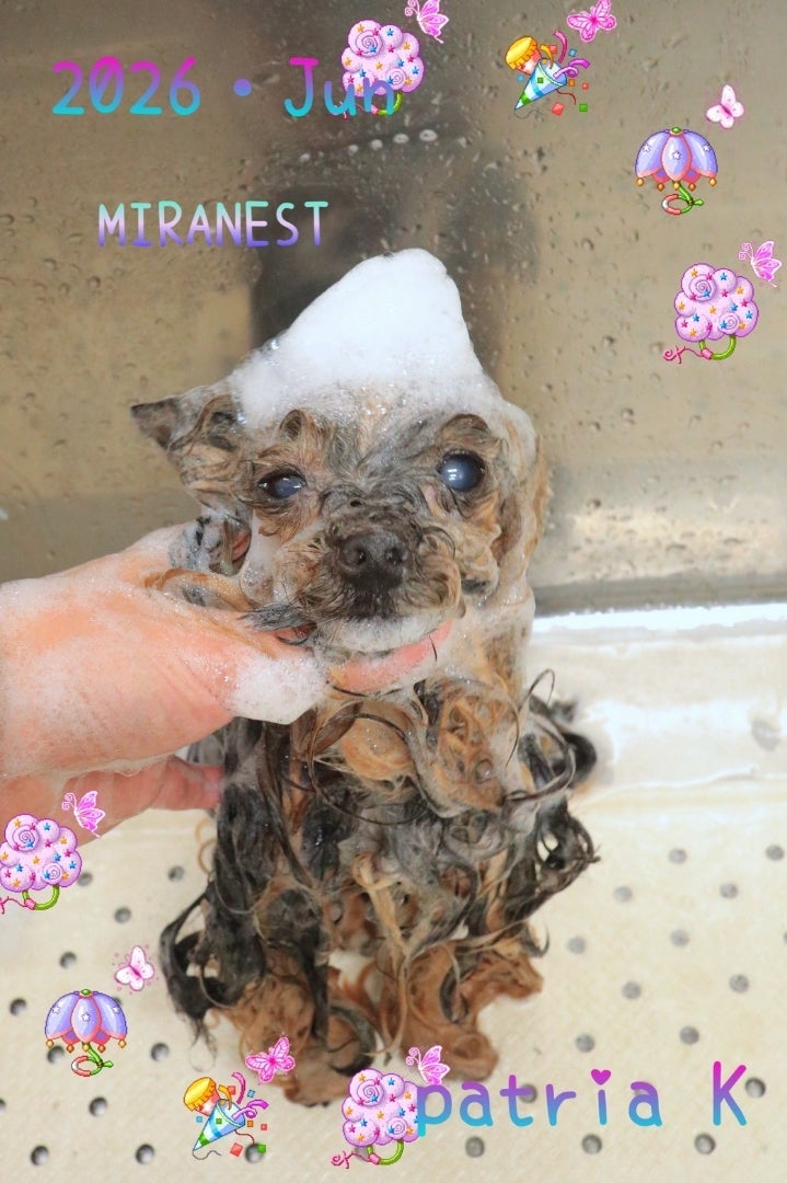 いつもお任せしているトリミングの画像