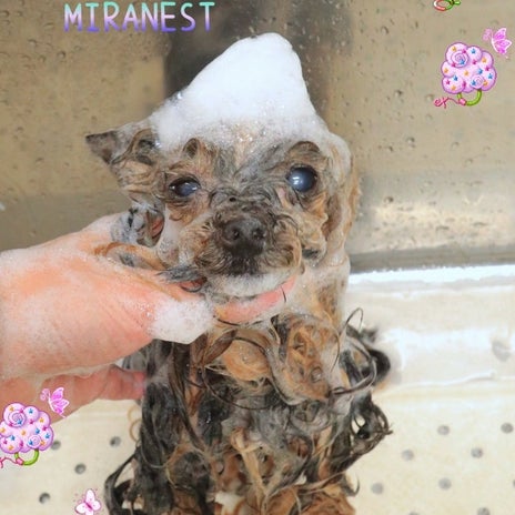 いつもお任せしているトリミングの画像