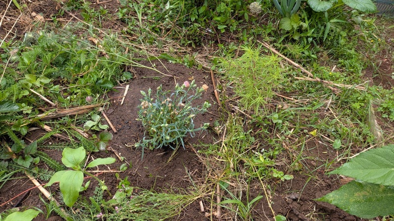 母の日カーネーションを庭へ植え替えの画像