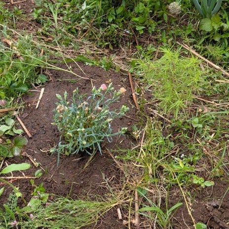 母の日カーネーションを庭へ植え替えの画像